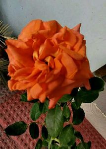 Set 2 Beautiful Sewanti  &amp; Gulab Plants