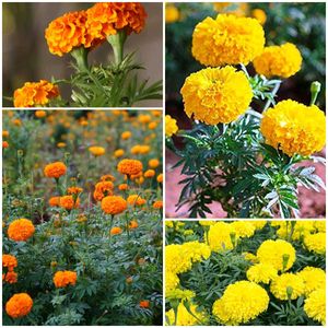 Marigold Plant Pack Of 3