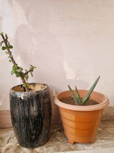 Combo Howarthia & Jade Plant