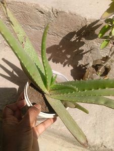 Combo Of Medicinal Plant