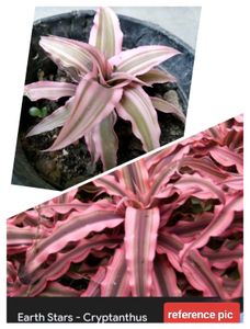 Assorted Combo Secculents N Cactus Offer