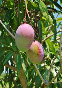 Hybrid Mango Plant