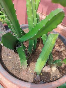 Pink Dragon Fruit Plant