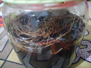 Hair Oil For Dandruff And Growth