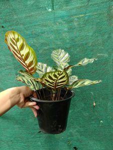 Peacock Plant