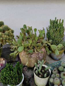 red ♥️ rabbit 🐰 cactus 🌵