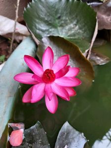 Live Waterlily Bulbs With Roots and Leaves
