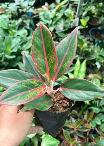 Aglaonema Plant