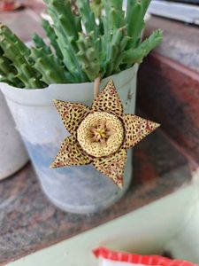 Combo Of 3 Cactus Cuttings