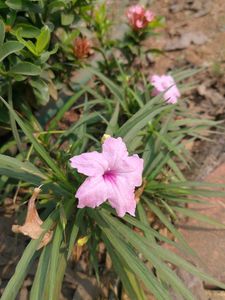 Combo Water Lily + 3 Plant Free