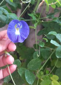 Aprajita Seeds