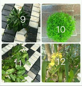 You Can Select 10 Live Root Plants