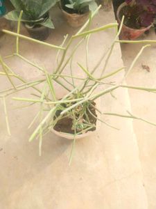 Fresh Pencil Cactus With Healthy Root