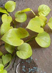 Money Plant