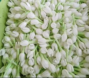 Real Look Jasmine Buds