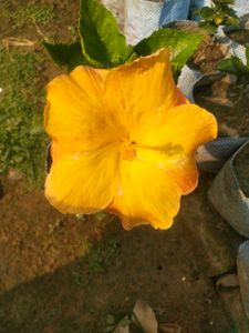 Light Orange Big Size Hibiscus Flower Plant