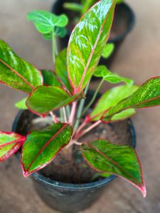10 Live Root Plants