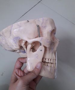 Human POP Skull (For Medical 1st Years)!!👍