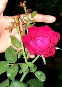 Stunning Red Rose