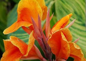 Combo5 Plants For Punekar