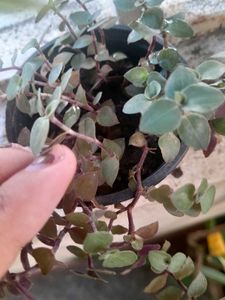 Green and Purple Trailing Plant in plastic Pot/Cup