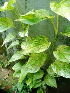 10 Live Root Plants