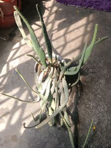 Cactus ( Full Pot)