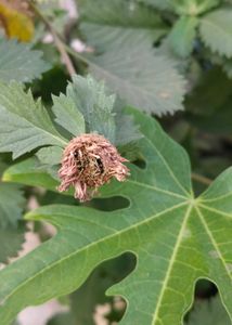 Keshvardhini Dried Flowers