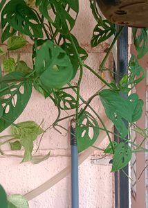 3 Broken Heart Or Cheese Plant 6-7 Inches  Plants