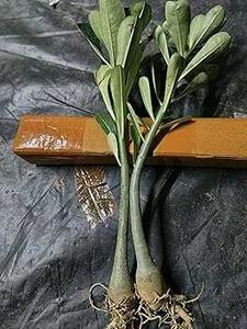one Adenium plant without pot