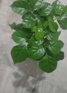 Verigated Bougnvellia + Redermachera (China Doll)