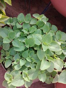 Vamma Plant Stems