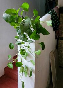 Set 2 Money &amp; Plants