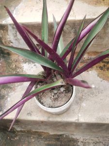 Combo Desi Alovera And Rehio Plant With Root