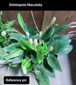Orchids And Bulb