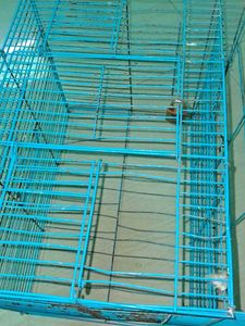 Blue Bird Cage