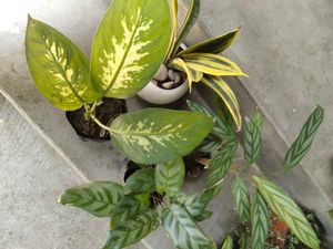 Indoor Plant Collection offer
