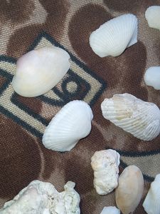 Shells (24pcs)