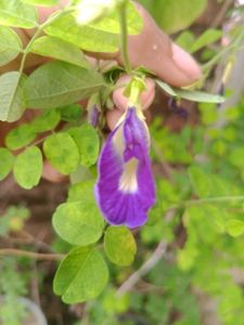 Aprajita Blue And White Flower Seed