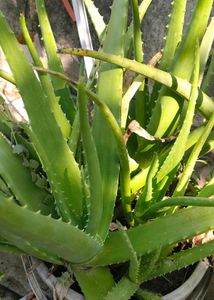 Healthy Baby Aloe Vera Saplings