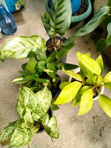 Mix Combo Plants