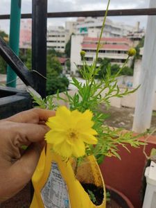 Plants