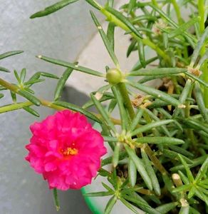 Table Rose 🌹