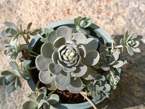 Succulent Plants