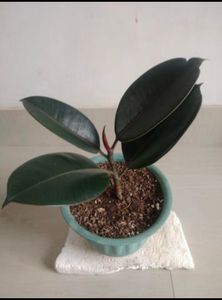 Ficuselasticaburgendy Plants Live