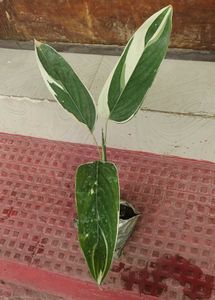 Set 2 Neverneve Andarrowhead vine Plants