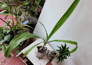 Set 2.Syngonium &amp; Crinum  Plants 🪴