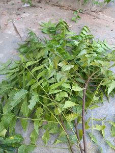 anti dandruff shampoo