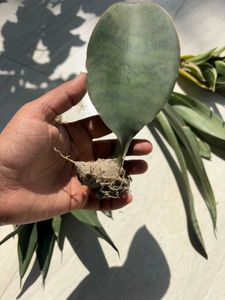 Snake plants (Sansevieria)