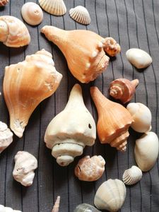 Original Sea Shells